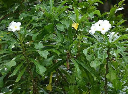 Plumeria pudica mit weiße Blüten