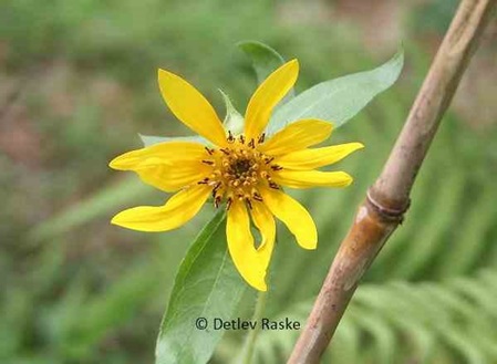 mexikanische Sonnenblume