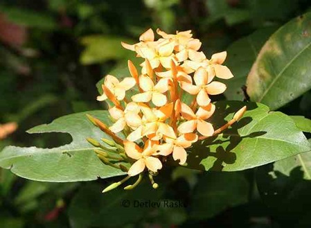 gelbe Ixora coccinea