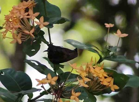 nochmal Ixora coccinea