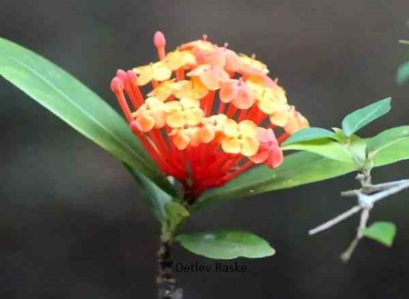 gelb rote Blüten