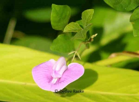 Schmetterlingserbse - Wildkrautblüte - Butterfly pea