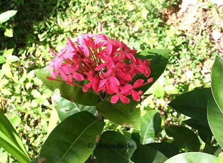 Ixora coccinea pink