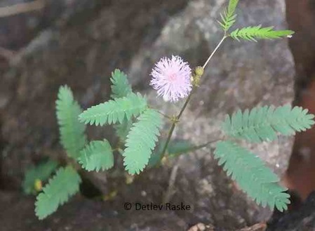 Mimosa pudica