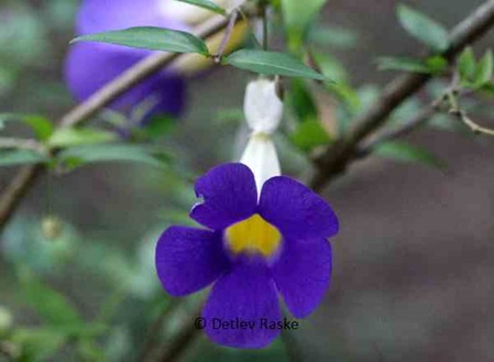 Thunbergia erecta