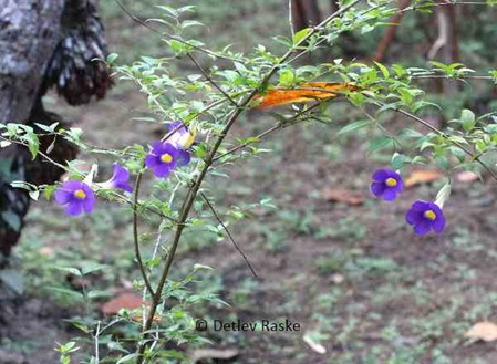Aufrechte Himmelsblume