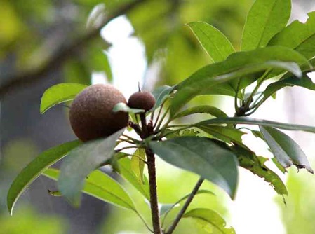 Breiapfelbaum Sri Lanka