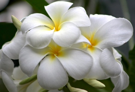 Tempelblume weiß mit großen Blüten