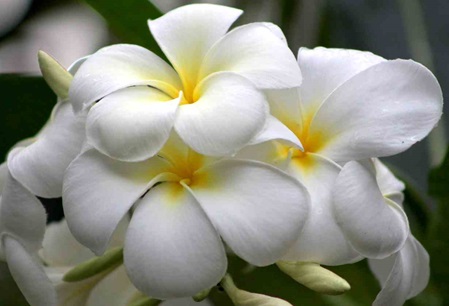 Pflanzen- Blüten der Tempelblume haben einen betörenden Duft