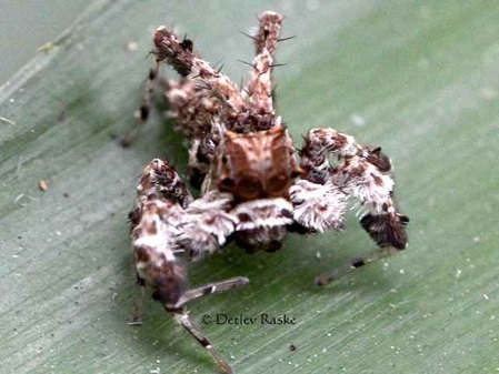 Monster Spinne lauert auf Beute