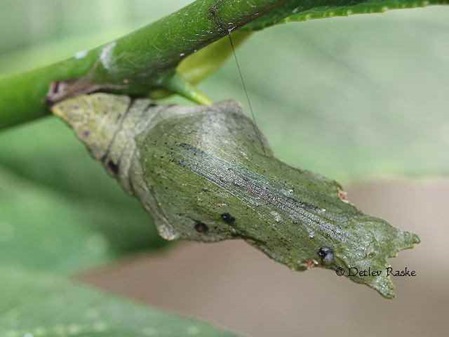 Papilio helenus mooreanus Puppe nach 10 Tagen