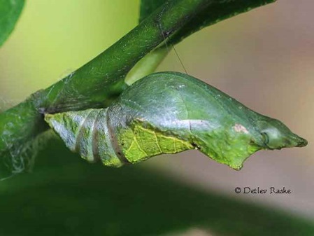 frische Puppe von Papilio helenus mooreanus