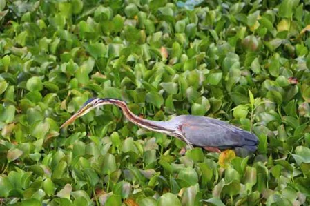 Ein großer Reiher in Sri Lanka - der Purpurreiher