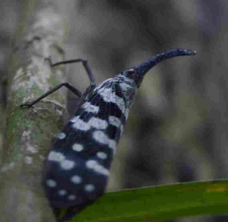 Regenwald von Sri Lanka eine schöne Zikardenart