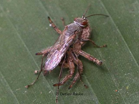 Mordfliege - Raubfliege kämpft mit Springspinne