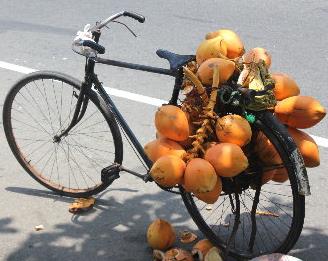 Auf meinen Reisen gesehen Königskokosnuss per Fahrradtransport