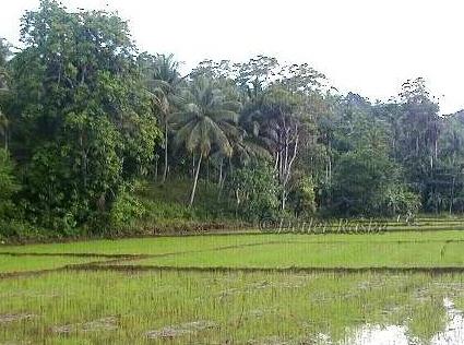 Reisfeld nach dem Regen