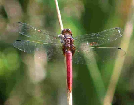 hübsche rote Libelle in Sri Lanka - asiatische Rotpfeillibelle