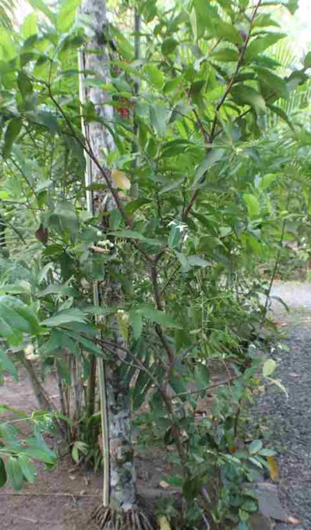 Junger Baum Rosenapfel(Syzygium jambos)