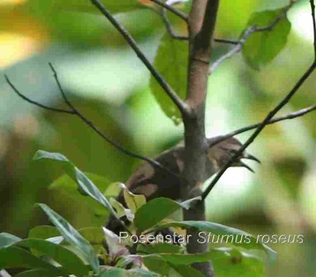 Vögel in Sri lanka der Rosenstar