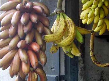 verschiedene Bananen in Sri Lanka