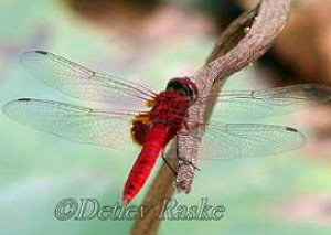 Asiatische Rotpfeillibelle Rhodothemis rufa