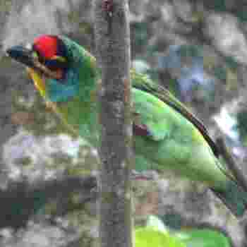 Birds Sri Lanka Vögel - Megalaima rubricapilla ceylonica - Crimson Fronted Barbet