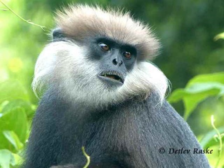 ein aufmerksamer Weissbartlangur