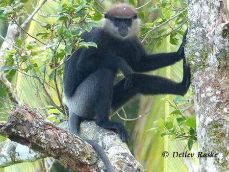 Wir werden vom Weissbartlangur beobachtet