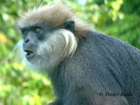 augeregter Weissbartlangur