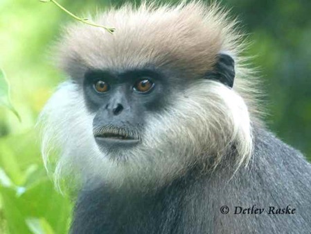 Weibartlangur beim nachdenken