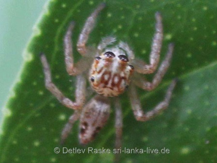 Springspinne Sri Lanka noch ohne Namen