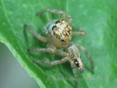 braun weiß gezeichnete Springspinne