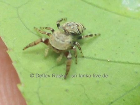 Rhene flavicomans in Sri Lanka