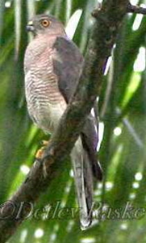 Birds Sri Lanka Vögel - Schikrasperber