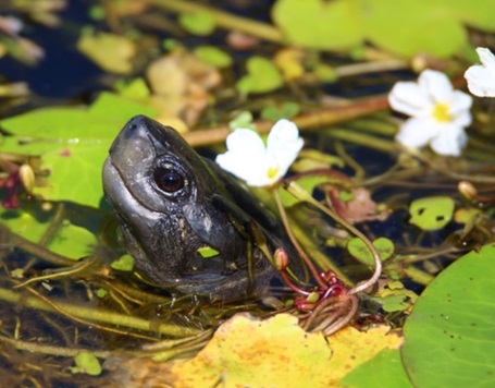 Wasserschildkröte in Sri Lanka