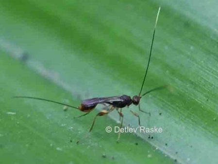 langer Legestachel Schlupfwespe in Sri Lanka