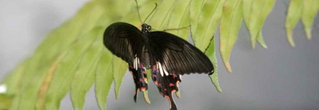 Papilio polytes im Garten der Villa Sunshine