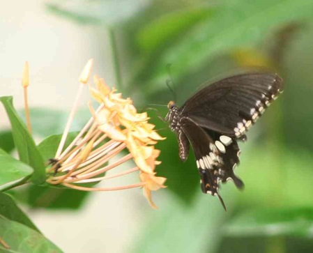 Kleiner Mormon - Papilio polytes