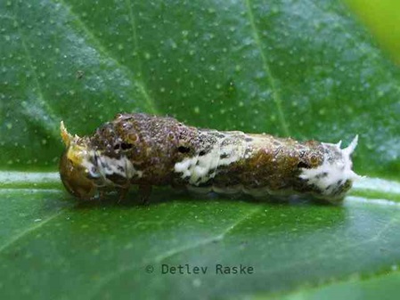 Raupe - Papilio helenus mooreanus