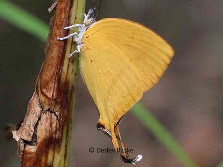 gelber Schmetterling Loxura atymnus