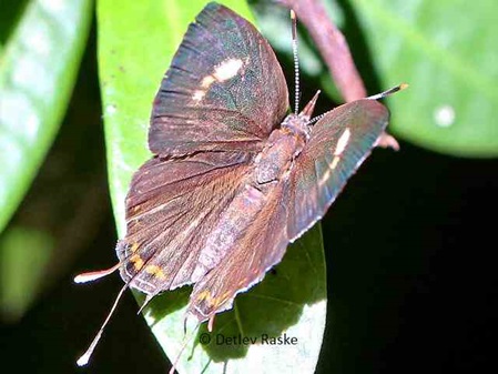 Rathinda amor Schmetterling mit rätselhaften Verhalten