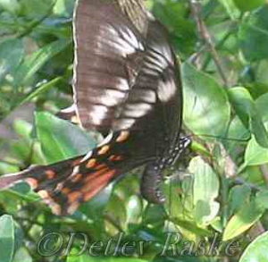 großer Schmetterling