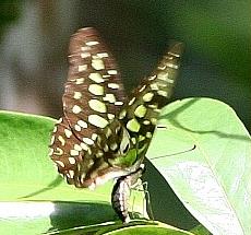 Geschweifte Eichelhäher - Graphium agamemnon