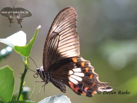 ein großer Schmetterling - Sri Lanka Rose