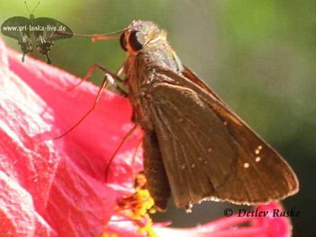 Ein sehr seltener Schmetterling