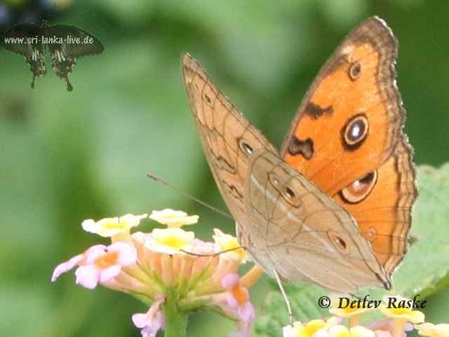 Pfauenstiefmütterchen - Sri Lanka Schmetterling