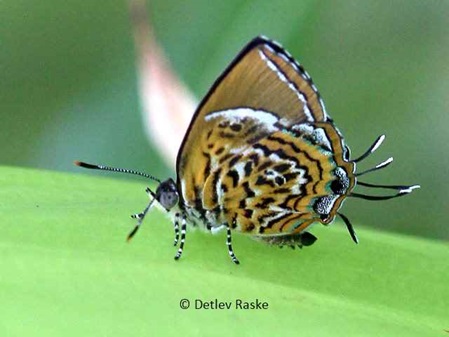 Kleiner braun weißer Schmetterling in Sri Lanka