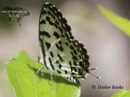 Butterfly Papilio rosimon
