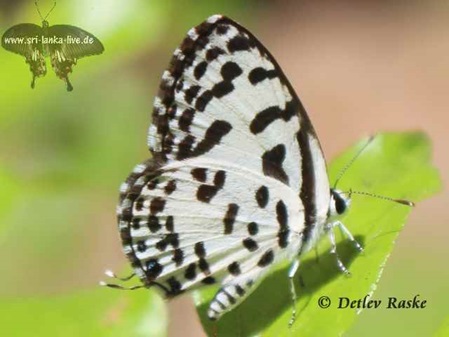 hübscher weiß schwarzer Schmetterling